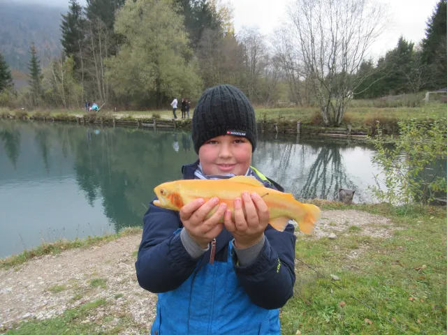 Goldforelle