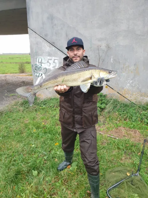 Zander