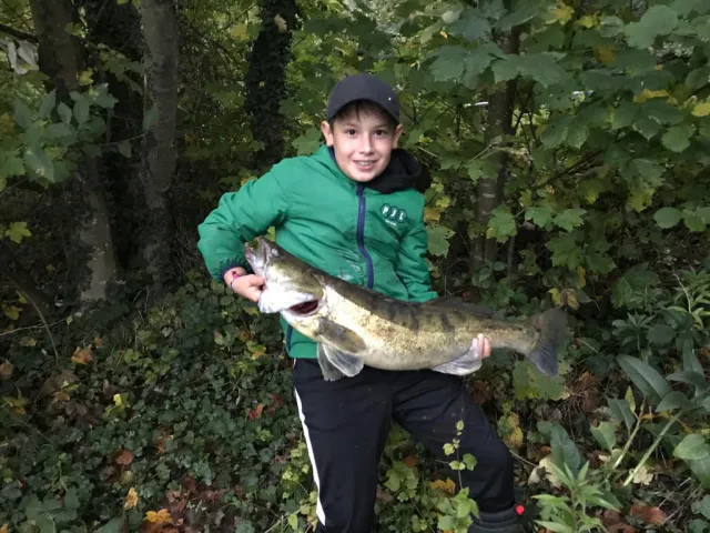 Zander