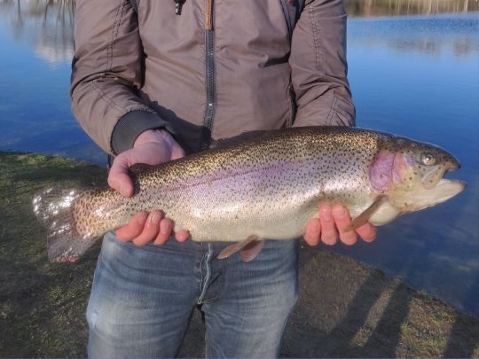 Regenbogenforelle