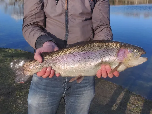 Regenbogenforelle