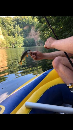 Flussbarsch