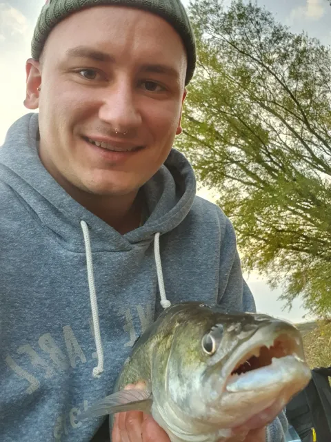 Zander