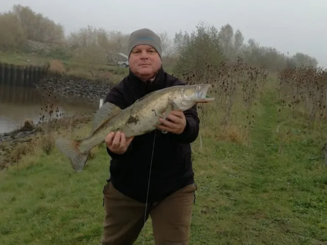 Zander