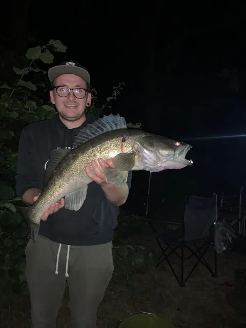 Zander