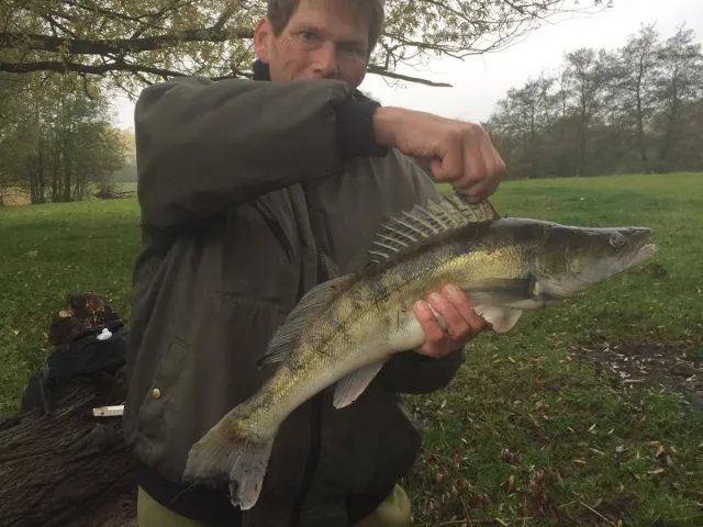 Zander