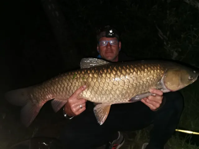 Graskarpfen