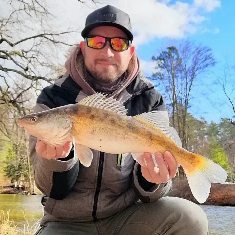 Zander
