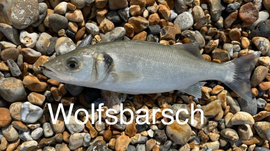 Wolfsbarsch
