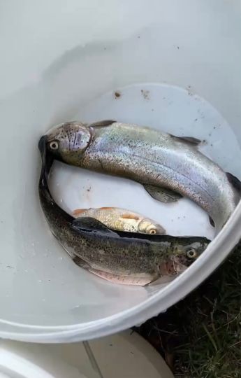 Regenbogenforelle