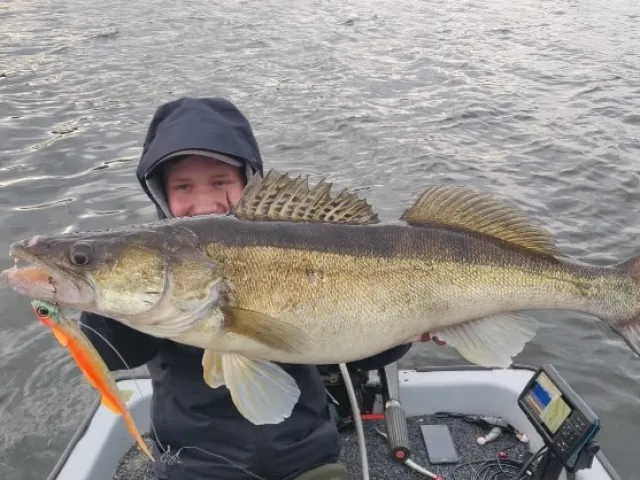 Zander