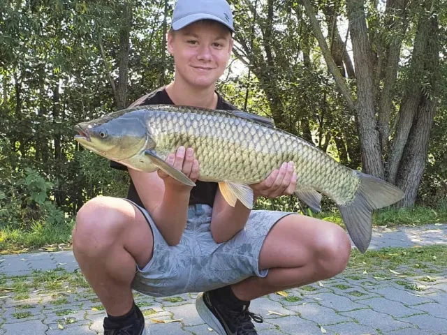 Graskarpfen