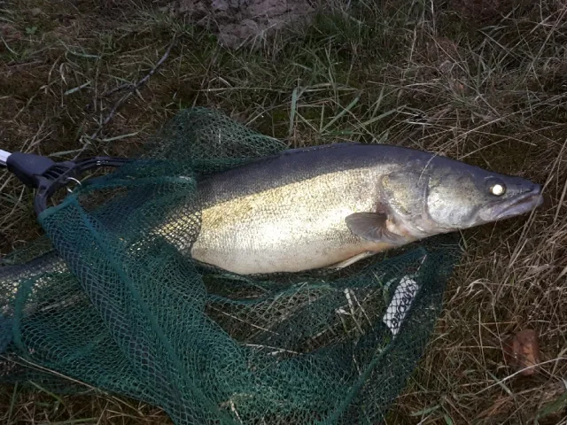 Zander