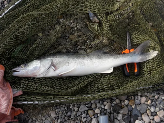 Zander
