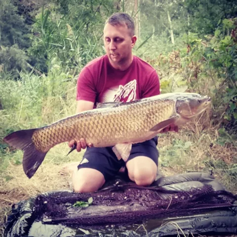 Graskarpfen