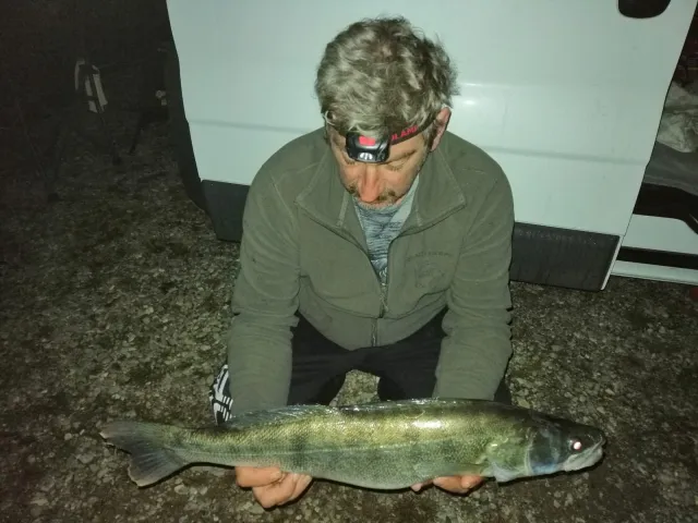 Zander