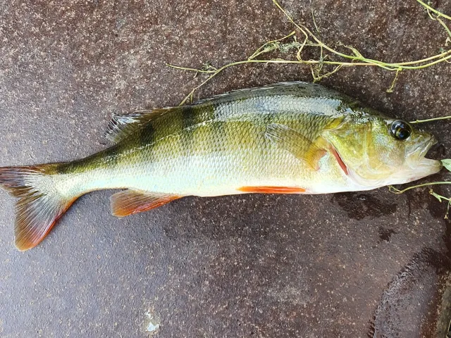 Flussbarsch