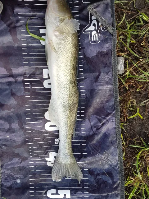 Zander