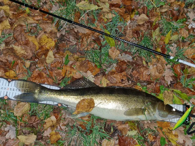 Zander