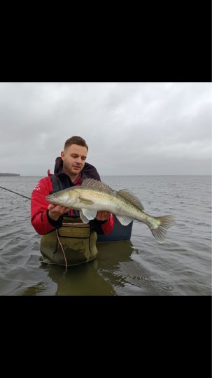 Zander