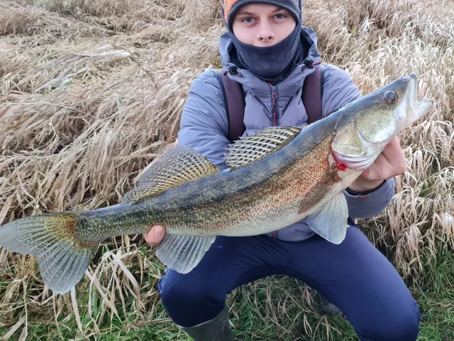 Zander