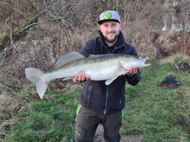 Zander