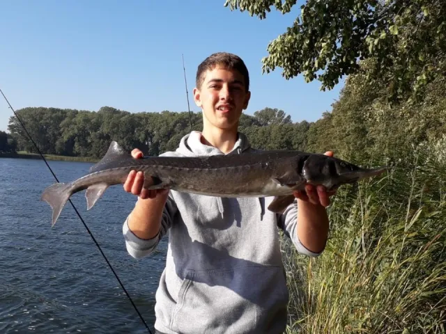 Stör
