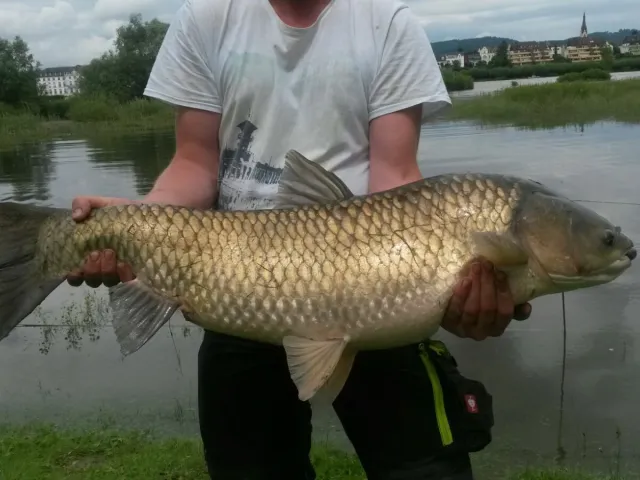 Graskarpfen