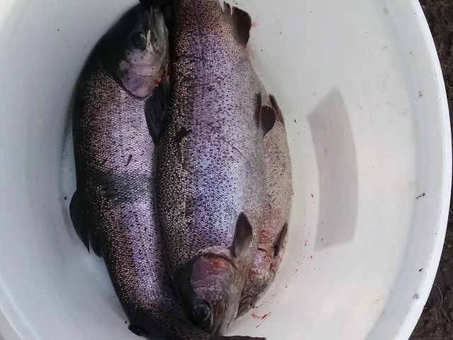 Regenbogenforelle