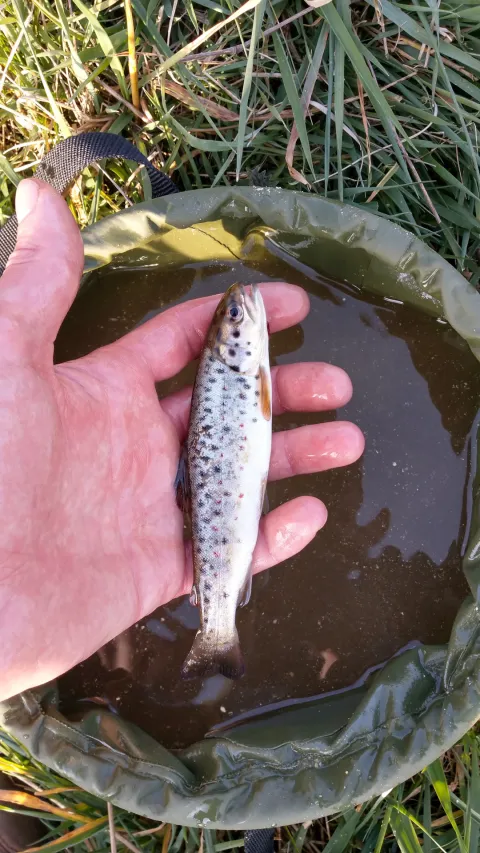 Regenbogenforelle