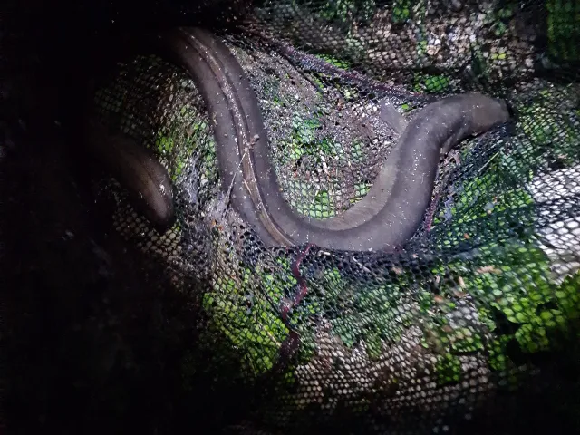 Aal