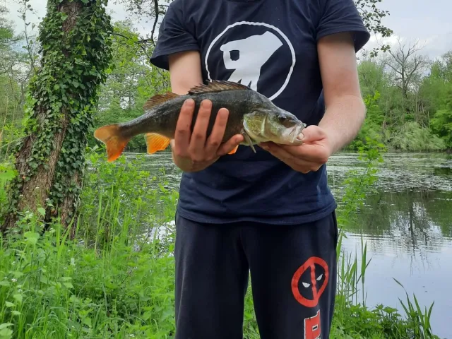 Flussbarsch