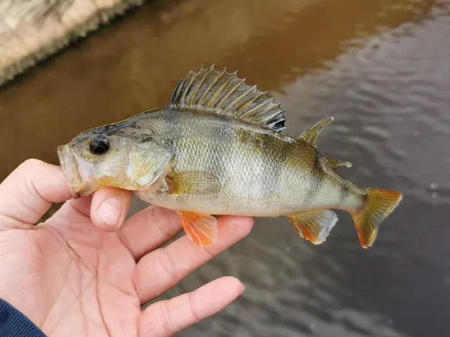 Flussbarsch