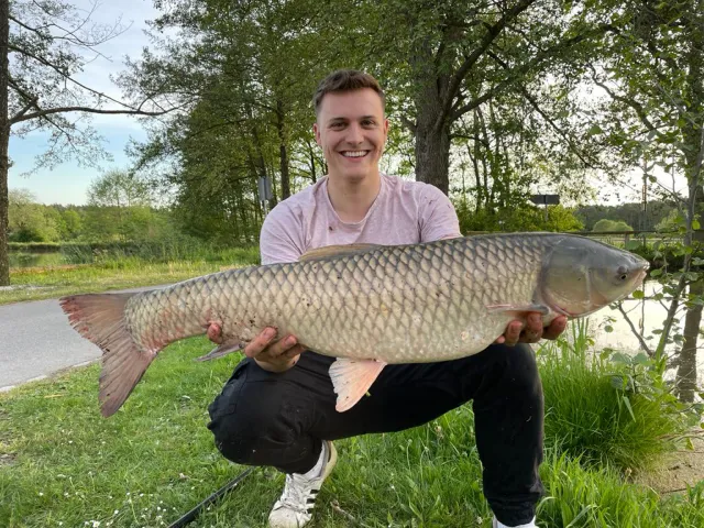 Graskarpfen