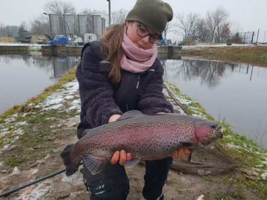Regenbogenforelle