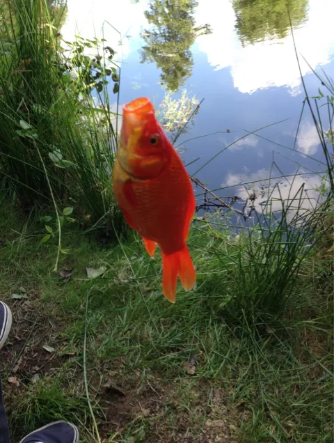 Goldfisch