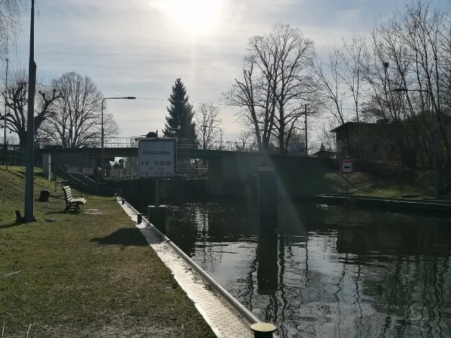 Rotauge