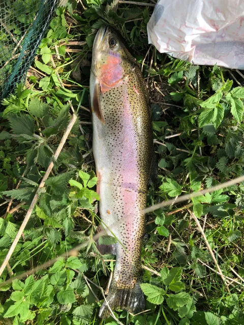 Regenbogenforelle