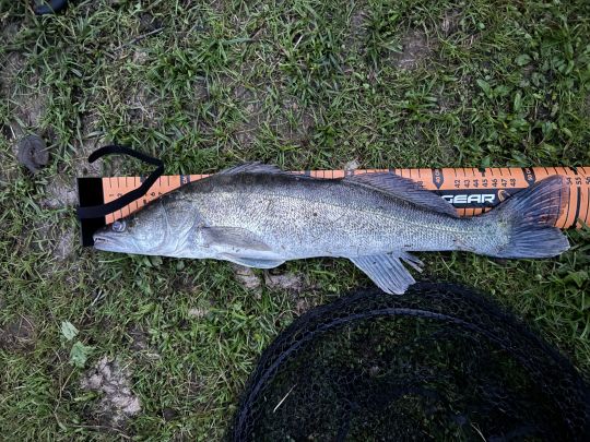 Zander