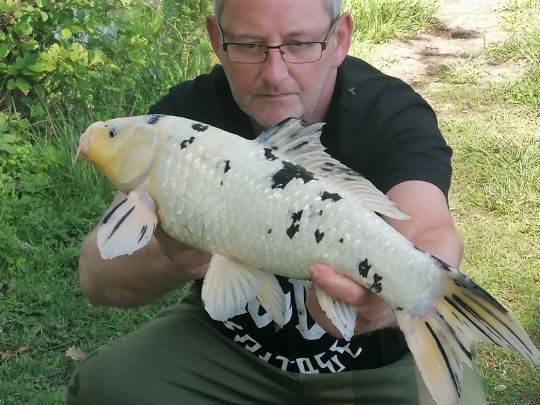 Karpfen