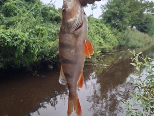 Flussbarsch