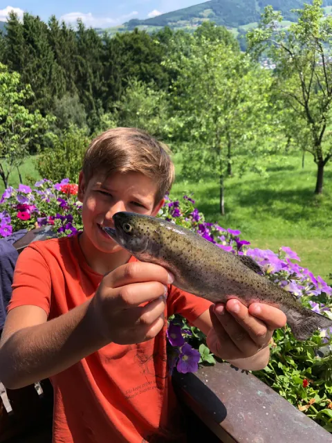 Regenbogenforelle