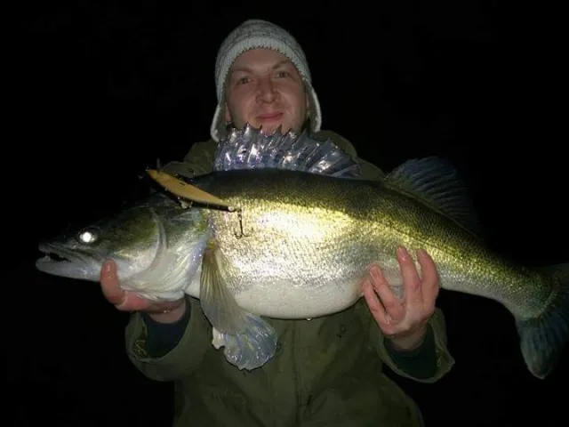 Zander