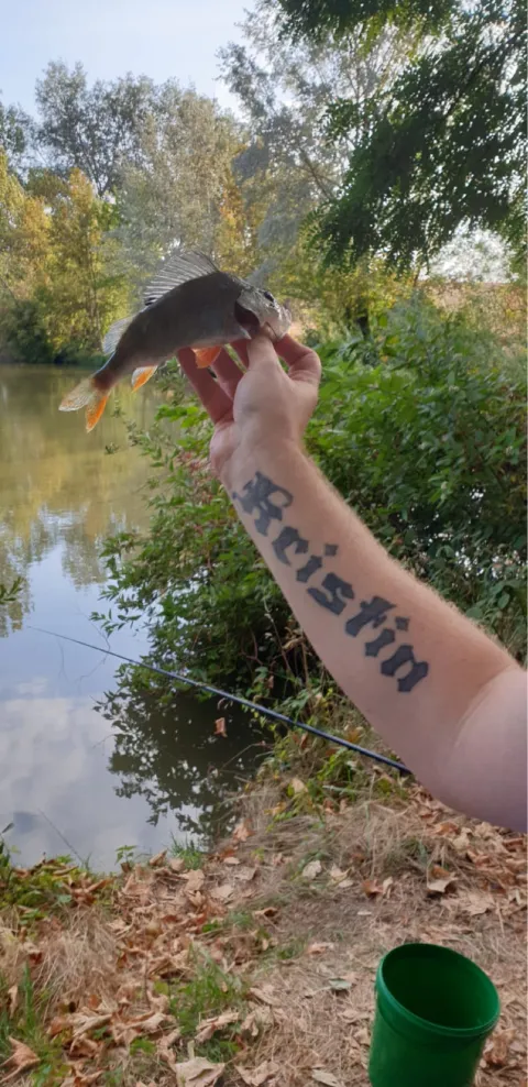 Flussbarsch