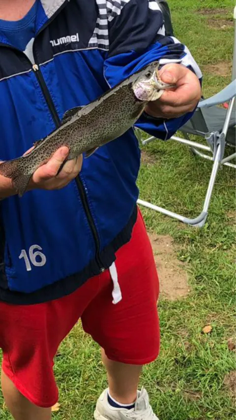 Regenbogenforelle