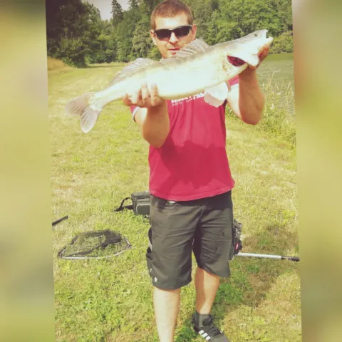 Zander