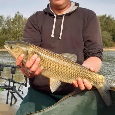 Graskarpfen