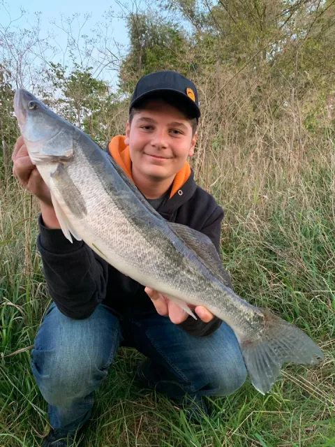 Zander