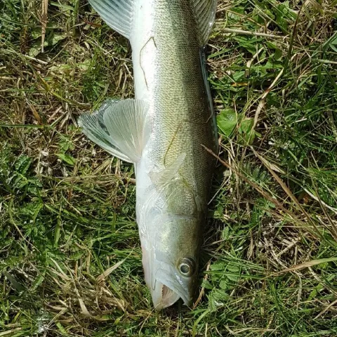 Zander