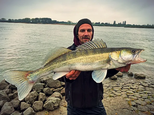 Zander